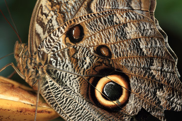 Macro photograph of a butterfly wing