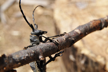 longhorn beetles