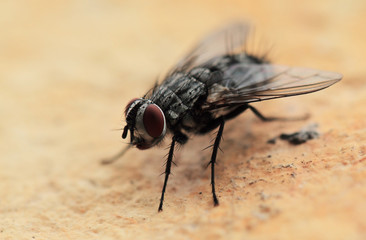 House fly