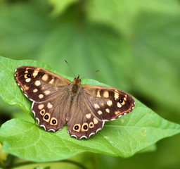papillon