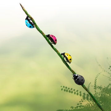 Coccinelles des couleurs cmjn dans l'herbe