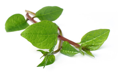 malabar spinach over white background