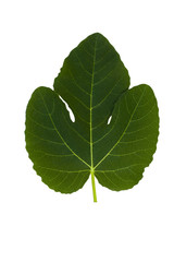 green fig leaf isolated on white background
