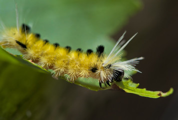 Caterpillar