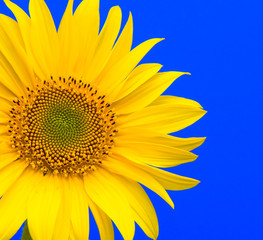 flowering sunflower on a blue background