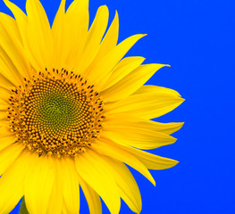 Obraz premium flowering sunflower on a blue background