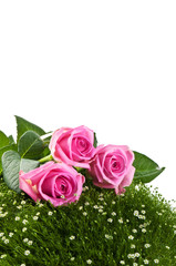 pink roses on green grass