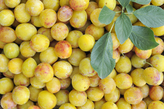 Ripe yellow french mirabelles