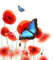 Panele Szklane  Egzotyczny motyl na kwiat maku, na białym tle
