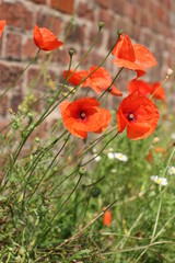 Poppies against a wall background