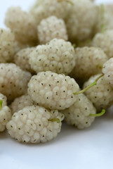 mulberry