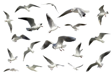 ensemble d& 39 oiseaux volants blancs isolés. mouettes