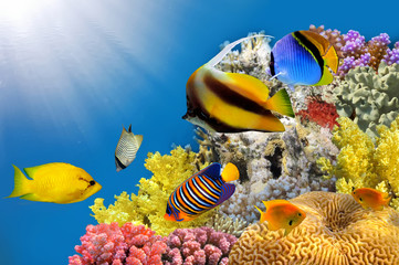 Panele Szklane  Zdjęcie kolonii koralowców na szczycie rafy