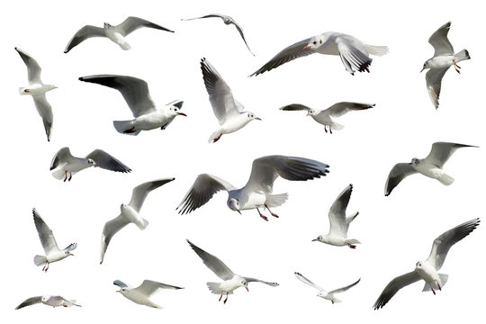 set of white flying birds isolated. gulls