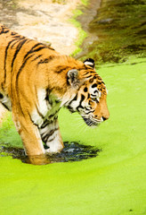 Tiger Panthera tigris altaica