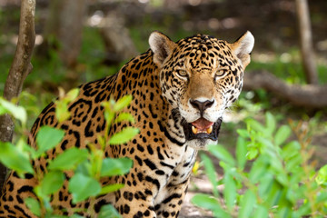 Naklejka na ściany i meble Dzikie pantery w dżungli Jucatan w Meksyku