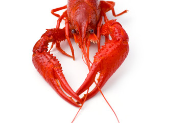 Crayfish