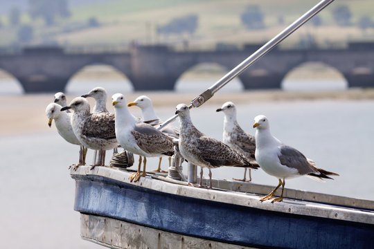 Gaviotas en proa