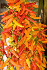 Colorful chili fruits