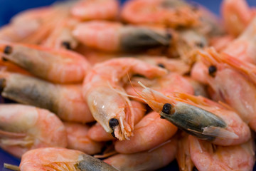 Shrimps