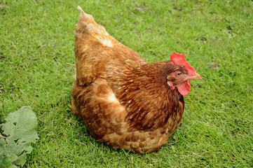 Brown hen