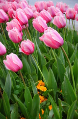 pink tulip flowers