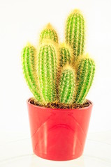 cactus in a red pot