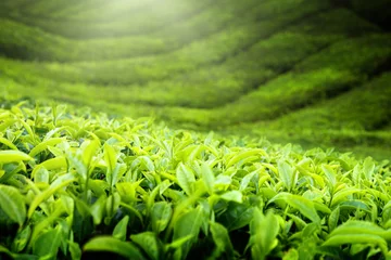 Foto auf Acrylglas Tea plantation Cameron highlands, Malaysia © Iakov Kalinin