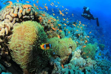 Photo sur Plexiglas Plonger Anémones et Scuba Diver
