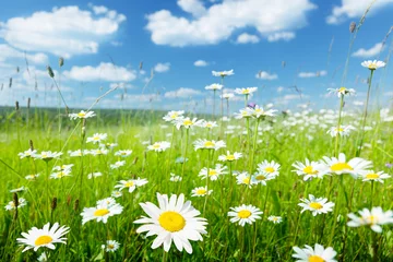 Behangcirkel field of summer flowers © Iakov Kalinin