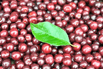 cherry