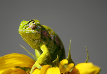 Wechselwähler-Zeit für grün ?