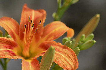 Tiger lily