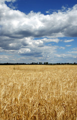 Zboże © bogusana