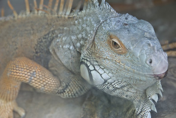 Monitor lizard