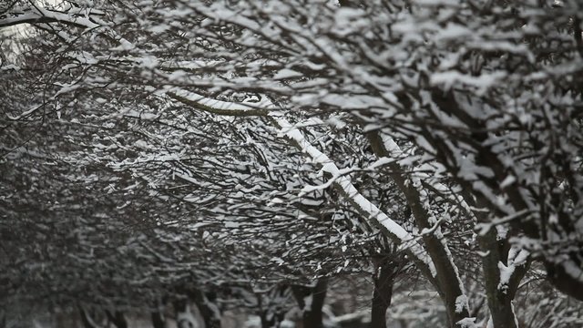 алея в снегу 2