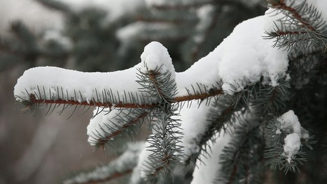 Christmas tree in snow