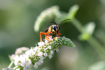 Great Golden Digger Wasp Sphex