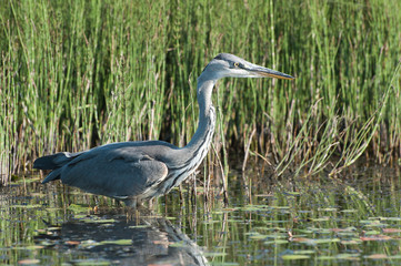 Серая цапля © alex_bor
