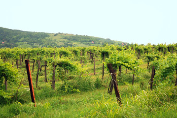 Ungarn Weinanbau