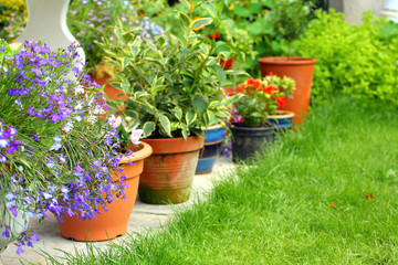 Lobelia flowers and plants in the garden