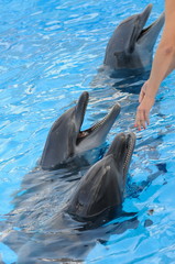 dolphin