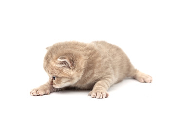 isolated cat
