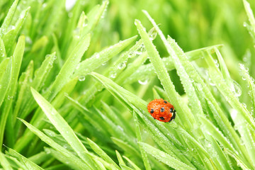 ladybug on grass