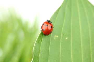 ladybug on leaf
