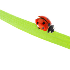ladybug on grass