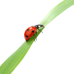ladybug on grass