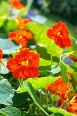 Blooming nasturtium in the garden