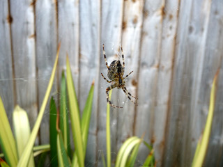 Spider On Web