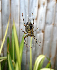 Spider On Web